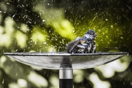 14 Ways Your Yard Can Become a Lifeline for Vanishing Backyard Birds