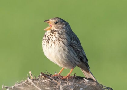 Animal Science Says Some Birds Delay Singing Until They Have Learned Their Neighbors' Songs