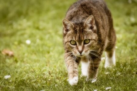 9 Moments When Your Cat Proves They Truly Love You