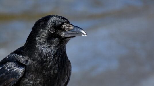 Animal Science Says Ravens Solve Some Problems by Planning Several Steps Ahead