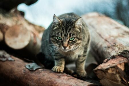 Feline Cognition: Cats Continuously Update Mental Maps of Their Territory