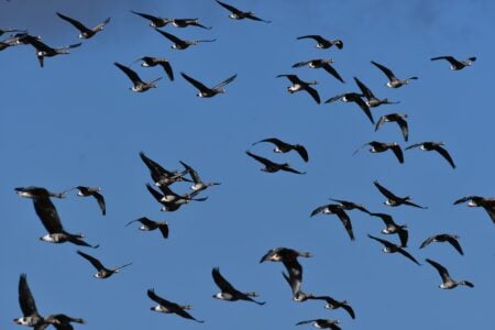 What It Means When Geese Suddenly Change Their Migration Timing