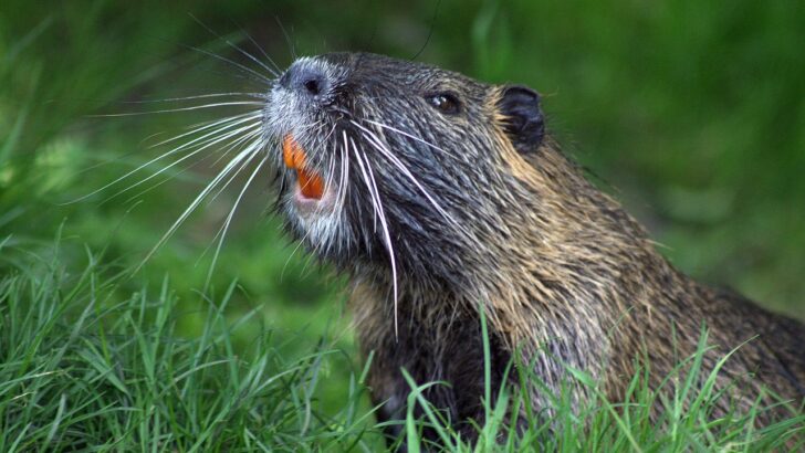Behavioral Ecology Says Beavers Reshape Entire Ecosystems Without Any Awareness of Their Ecological Impact