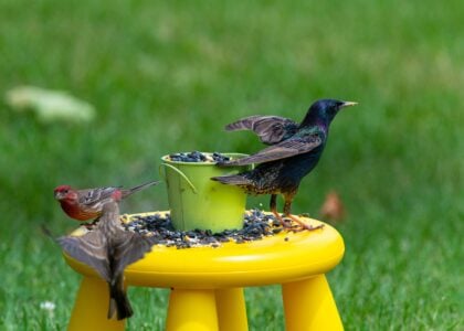 21 Signs You Have Quietly Become the "Bird Person" of Your Neighborhood
