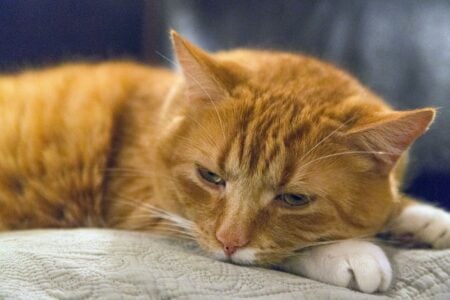 7 Emotional Things Cats Remember Long After You're Gone