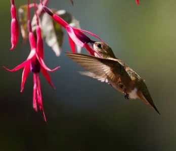 12 Nectar-Rich Plants Hummingbirds Visit First Every Summer
