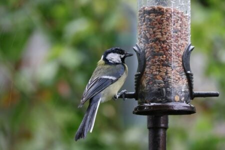 10 Things New Bird Owners Don&rsquo;t Realize About Daily Care Needs
