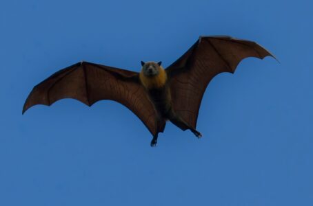Here are 11 incredible facts about horseshoe bats that have reshaped modern science.
