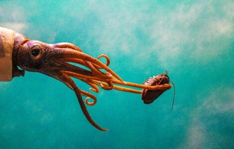 Which Deep-Sea Creature You Are According to Your Zodiac Sign &ndash; and What It Reveals About How You Process Fear