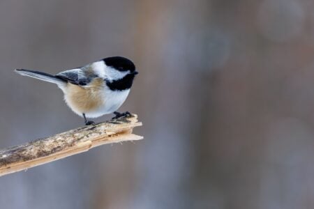 9 Things Chickadees Remember About Reliable Backyard Feeders