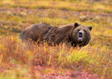 The One Sound Grizzly Bears Make Right Before a Charge That Every Hiker in Montana Is Now Being Taught to Recognize