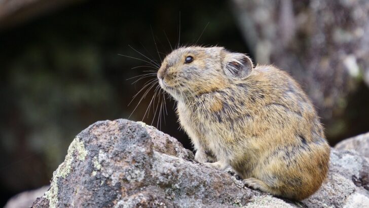 7 US States With the Most Pikas