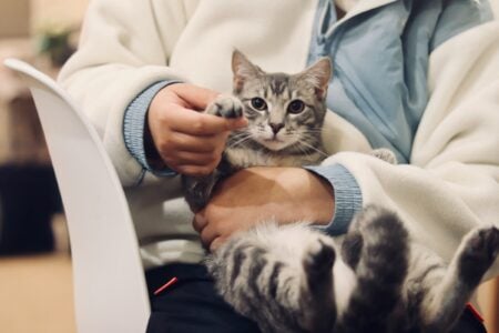 14 Signs an Old Cat Would Trade Anything for One More Nap on Your Lap