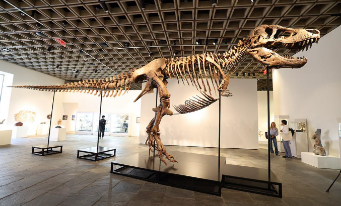 Largest and Most Complete T. Rex Skeleton Ever Found Sells for Record $50.1 Million at New York Auction