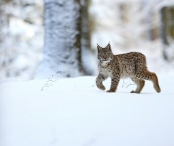 What It Means When a Lynx Leaves Tracks but Never Shows Itself