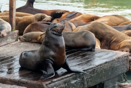 What It Means When Sea Lions Suddenly Leave the Water Together