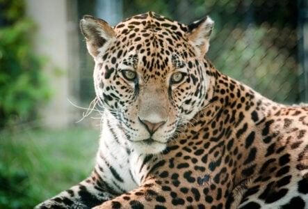 The Only Place in North America Where You Can Legally Watch a Wild Jaguar From the Roadside – and Why Almost No One Makes the Trip