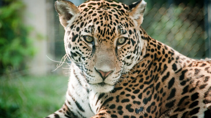 The Only Place in North America Where You Can Legally Watch a Wild Jaguar From the Roadside &ndash; and Why Almost No One Makes the Trip