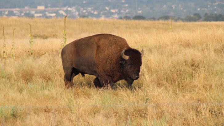 10 Amazing Things Bison Do That Help Entire Grasslands Survive