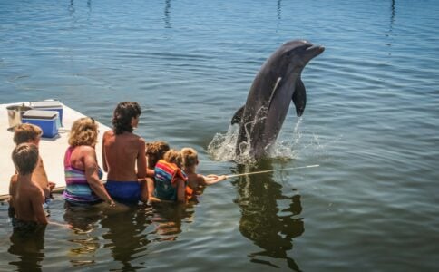 What It Means When Dolphins Swim Beside Boats for Miles