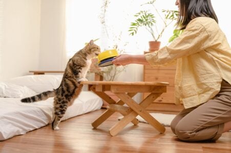 13 Ways a Senior Cat Says It Wants Only You in Its Last Quiet Weeks