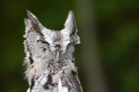 The Zodiac Signs That Owls Watch From Trees (And the Ancient Message They're Waiting to Deliver)