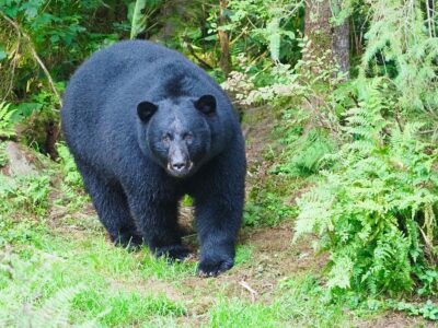 8 Scents That Make Black Bears Avoid Your Campsite Completely (And the 2 Smells That Guarantee They'll Investigate)