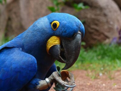 7 Animals That Seek Out and Self-Medicate With Specific Plants &ndash; and the Question of How They Learned Which Ones Work