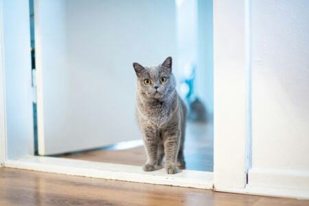 Your Cat Doesn't Ignore You &ndash; 13 Signs It Trusts You More Than Anyone