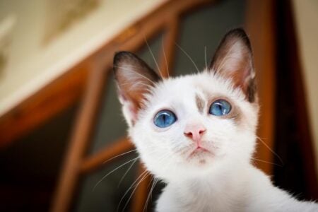 The Zodiac Signs That Cats Naturally Gravitate Toward