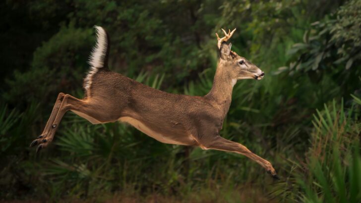 What It Means When You See a Deer Staring at Your House at 3 AM (Wildlife Experts Say It's Not What You Think)