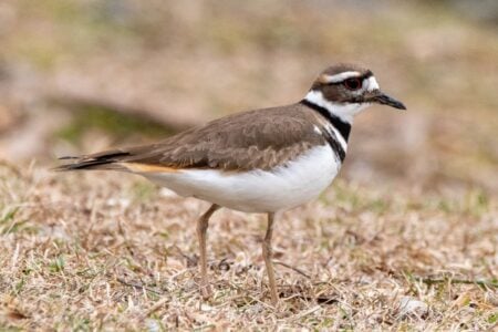 10 Fascinating Facts About Killdeer That Explain Their Oscar-Worthy Acting