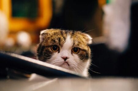 7 Ways Cats Tell You They're Feeling Lonely