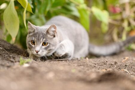 What It Means When Your Cat Stares at the Same Empty Corner at the Same Time Every Night – and the Three Explanations Competing for It