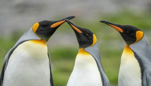 Animal Science Says Penguins Recognize Their Mate's Voice Among Thousands of Others