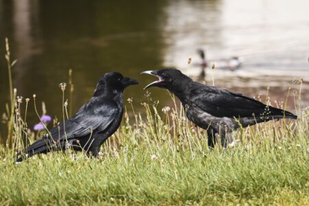 Animal Psychology Says If You See a Large Gathering of Crows in Your Yard at Dawn It Is a Sign of Complex Social Behaviour &ndash; and the Cognitive Power Required for It Belongs to an Elite Group of Species