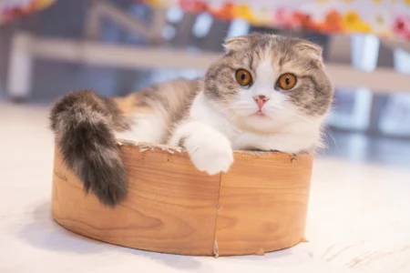 13 Cat Breeds That Attach to One Human So Hard a New Home Breaks Them