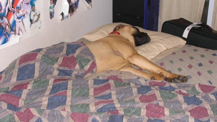 Animal Psychology Says Dogs Who Sleep on Your Pillow While You Are Away Are Not Being Rebellious – They Are Seeking Comfort From Your Scent to Soothe the Separation