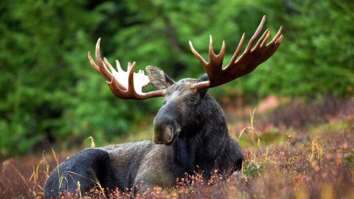 7 Species Returning to States Where They Disappeared Generations Ago