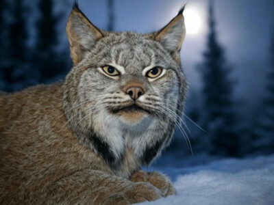 9 Incredible Facts About the Canada lynx and Its Snow Survival Skills
