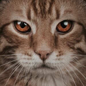 14 Signs Your Aging Cat Is Growing Older With Grace and Comfort