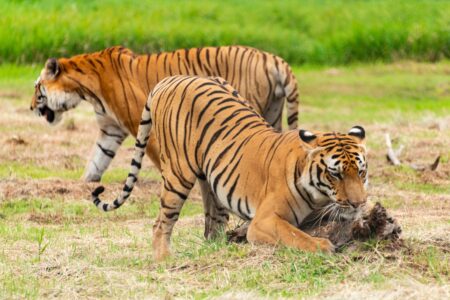 10 Astonishing Facts About Apex Predators That Rule Their Ecosystems