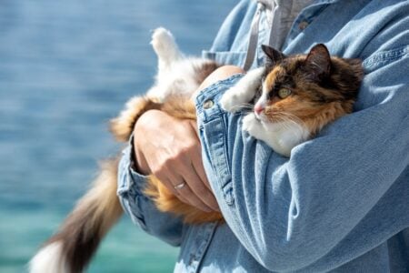 14 Ways a Dying Cat Chooses to Spend Its Final Days Close to Their Person