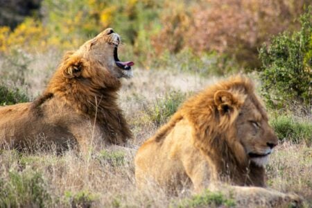 10 Surprising Facts About Lion Social Behavior Most People Get Wrong