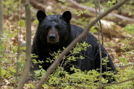 7 Reasons Black Bears Are Returning to Missouri