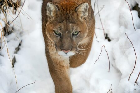 8 Ways Wildlife Corridors Help Mountain Lions Cross Fragmented Landscapes