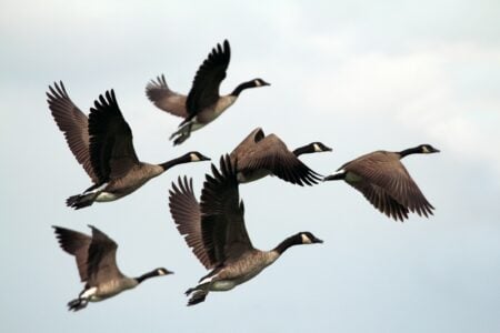 What It Means When Geese Suddenly Change Their Migration Timing