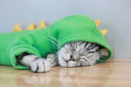 Does Your Senior Cat Still Feel Safe With You? 13 Gentle Signs It Truly Does