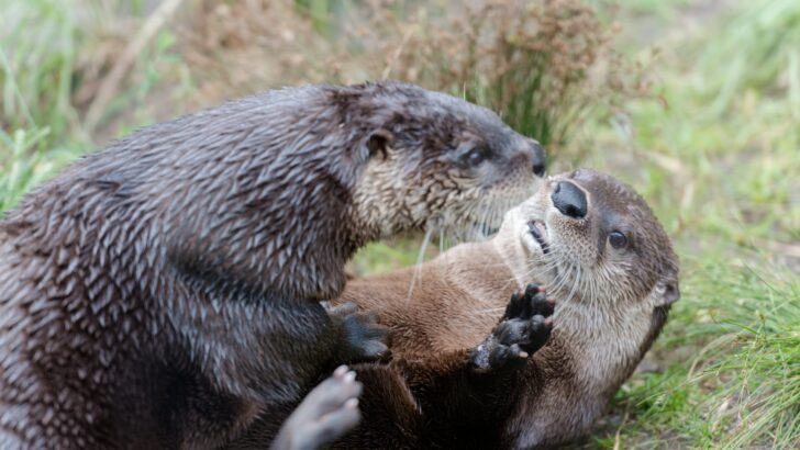 10 Things Otters Do That Reveal Their Remarkably Complex Social Lives