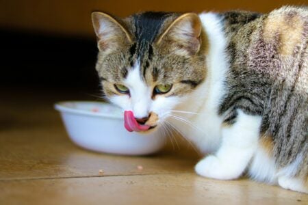 14 Signs Your Older Cat Is Aging With Quiet Strength and Grace